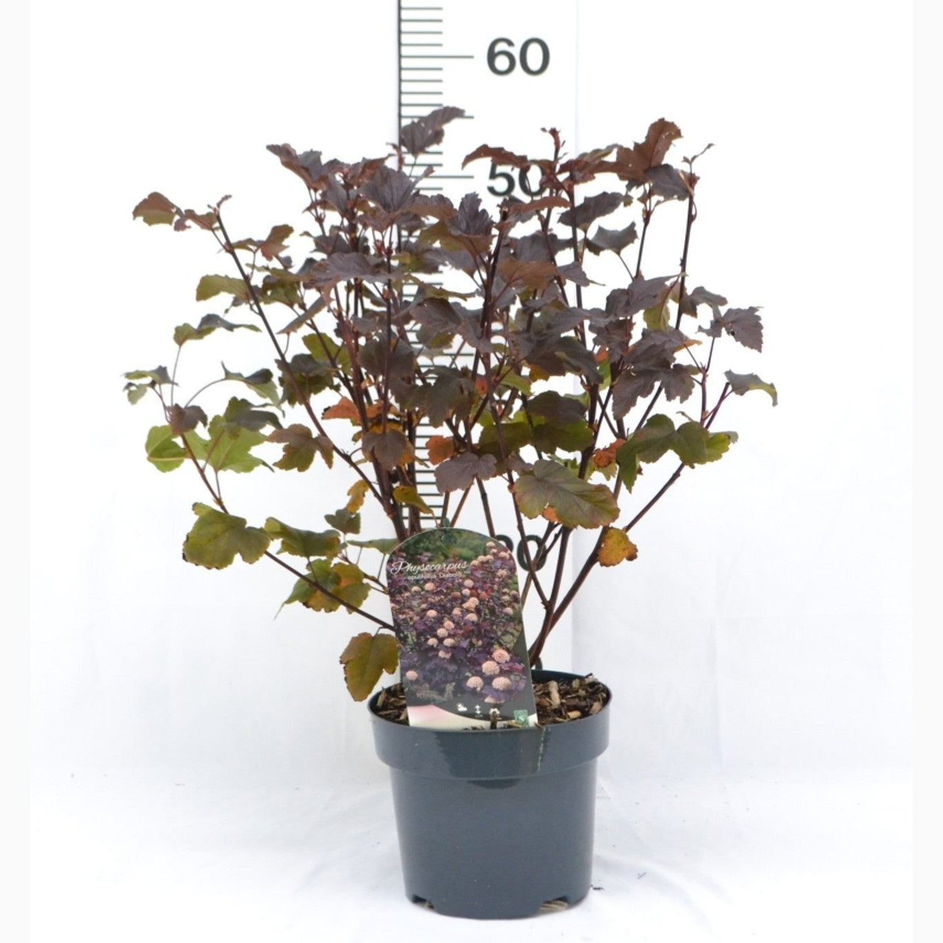Smällspirea – Physocarpus opulifolius 'Diabolo' - C3 20-40 CM